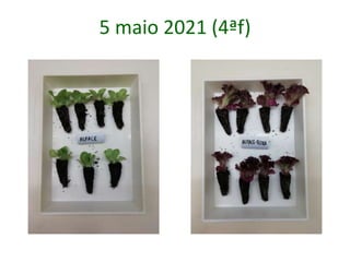 5 maio 2021 (4ªf)
 