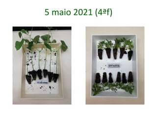 5 maio 2021 (4ªf)
 