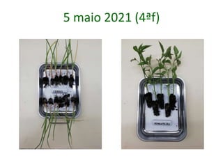 5 maio 2021 (4ªf)
 