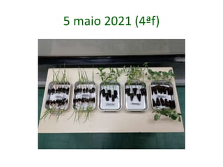 5 maio 2021 (4ªf)
 