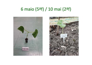 6 maio (5ªf) / 10 mai (2ªf)
 