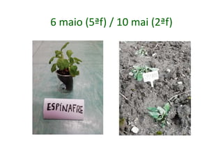 6 maio (5ªf) / 10 mai (2ªf)
 