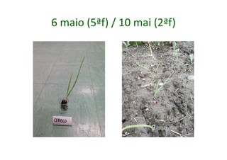 6 maio (5ªf) / 10 mai (2ªf)
 