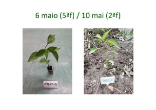 6 maio (5ªf) / 10 mai (2ªf)
 