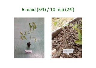 6 maio (5ªf) / 10 mai (2ªf)
 