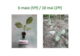 6 maio (5ªf) / 10 mai (2ªf)
 