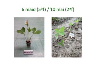 6 maio (5ªf) / 10 mai (2ªf)
 