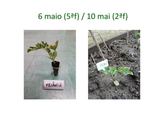 6 maio (5ªf) / 10 mai (2ªf)
 