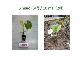 6 maio (5ªf) / 10 mai (2ªf)
 