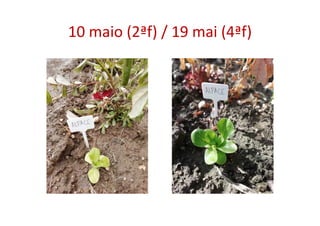 10 maio (2ªf) / 19 mai (4ªf)
 