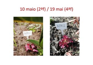 10 maio (2ªf) / 19 mai (4ªf)
 