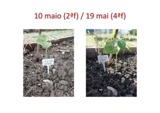 10 maio (2ªf) / 19 mai (4ªf)
 