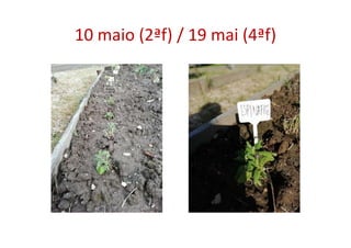 10 maio (2ªf) / 19 mai (4ªf)
 