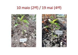 10 maio (2ªf) / 19 mai (4ªf)
 