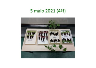 5 maio 2021 (4ªf)
 