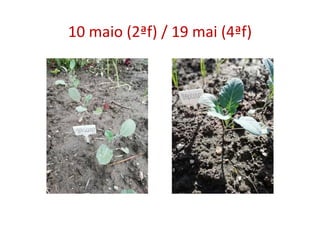 10 maio (2ªf) / 19 mai (4ªf)
 