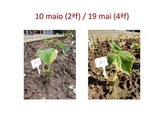 10 maio (2ªf) / 19 mai (4ªf)
 