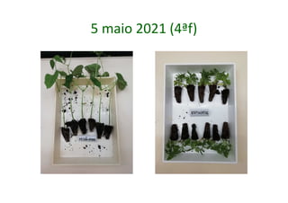 5 maio 2021 (4ªf)
 