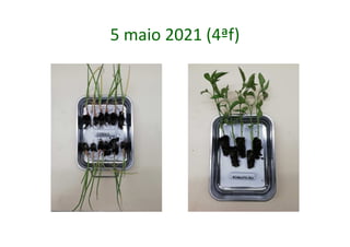 5 maio 2021 (4ªf)
 