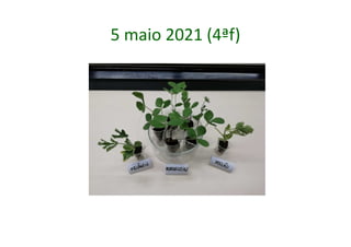5 maio 2021 (4ªf)
 