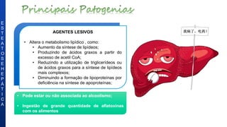 AGENTES LESIVOS
• Altera o metabolismo lipídico , como:
• Aumento da síntese de lipídeos;
• Produzindo de ácidos graxos a partir do
excesso de acetil CoA;
• Reduzindo a utilização de triglicerídeos ou
de ácidos graxos para a síntese de lipídeos
mais complexos;
• Diminuindo a formação de lipoproteínas por
deficiência na síntese de apoproteínas;
E
S
T
E
A
T
O
S
E
H
E
P
Á
T
I
C
A
• Pode estar ou não associada ao alcoolismo;
• Ingestão de grande quantidade de aflatoxinas
com os alimentos
 