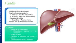 E
S
T
E
A
T
O
S
E
H
E
P
Á
T
I
C
A
• Maior órgão do corpo humano
• Suprimento sanguíneo duplo:
• 20% da a. hepática (rico em O2)
• 80% da v. porta (rico em nutrientes)
• Vários tipo de célula:
• Hepatócito = Mais importante
• Recebe 25% do débito cardíaco total
• Funções:
• Regulação do metabolismo
• Metabolismo Lipídico e do
colesterol
• Síntese proteica
• Inativação e excreção de drogas e
toxinas
• Armazenamento de Fe e vitaminas
 