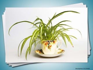 13
iStockphoto 25175458
 