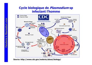 Cycle biologique de Plasmodium sp
                                             infectant l’homme
Paludisme à Plasmodium vivax




                               Source: http://www.cdc.gov/malaria/about/biology/
 