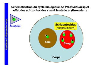 Schématisation du cycle biologique de Plasmodium sp et
                                 effet des schizontocides visant le stade erythrocytaire
Paludisme à Plasmodium vivax




                               Anophèles
                                                                Schizontocides
                                                                (antipaludiques)




                                                        Foie           Sang




                                                               Corps
 