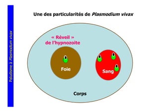 Une des particularités de Plasmodium vivax
Paludisme à Plasmodium vivax




                                      « Réveil »
                                    de l’hypnozoite




                                          Foie              Sang



                                                 Corps
 