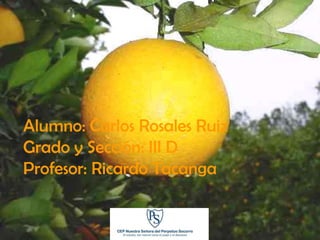 La Naranja

Alumno: Carlos Rosales Ruiz
Grado y Sección: III D
Profesor: Ricardo Tacanga
 
