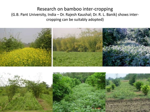 Bamboo Value-Chain Development: INBAR-led Bamboo livelihoods ...