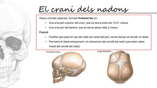 S3 g1 el crani | PDF