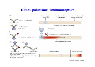 TDR du paludisme : immunocapture




                            Adapté de Bell D et al. 2006
 