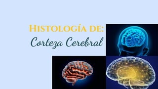 Histología de:
Corteza Cerebral
 