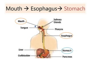 Mouth  Esophagus Stomach v 