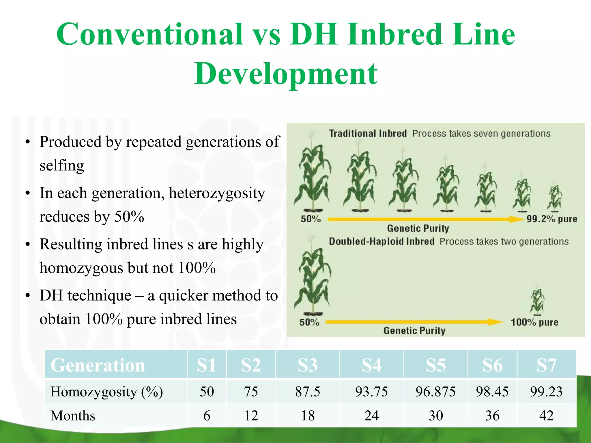 S4.4 Doubled Haploid Technology in Maize breeding: Status and prospects ...