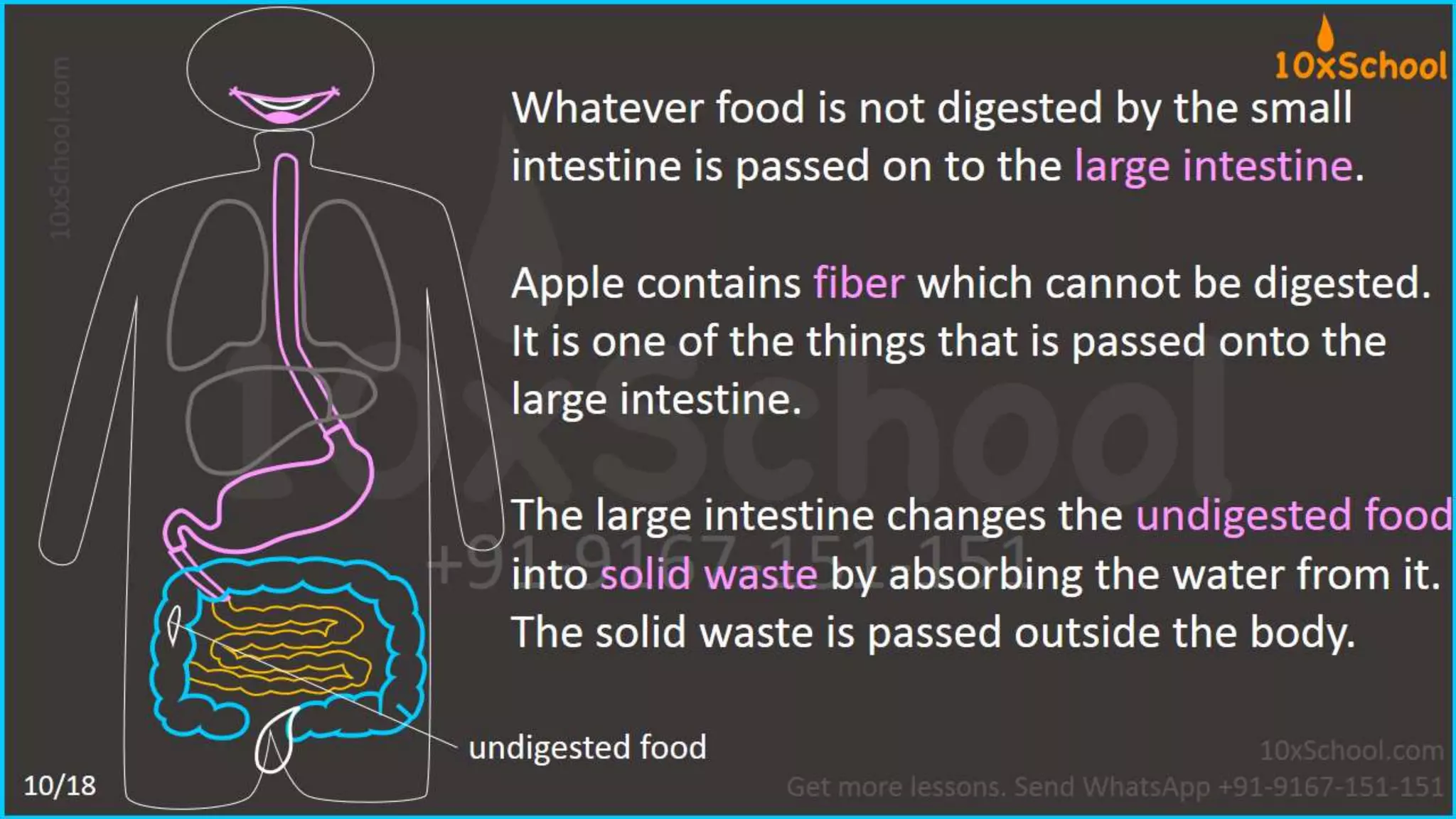What happens when you eat an apple?  Learn about digestive system.  A Lesson from 10xSchool.com
