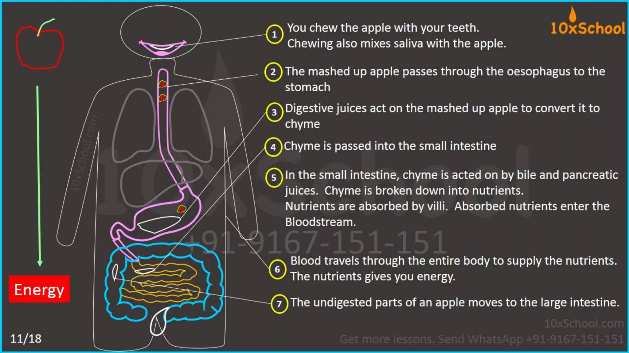 What happens when you eat an apple?  Learn about digestive system.  A Lesson from 10xSchool.com