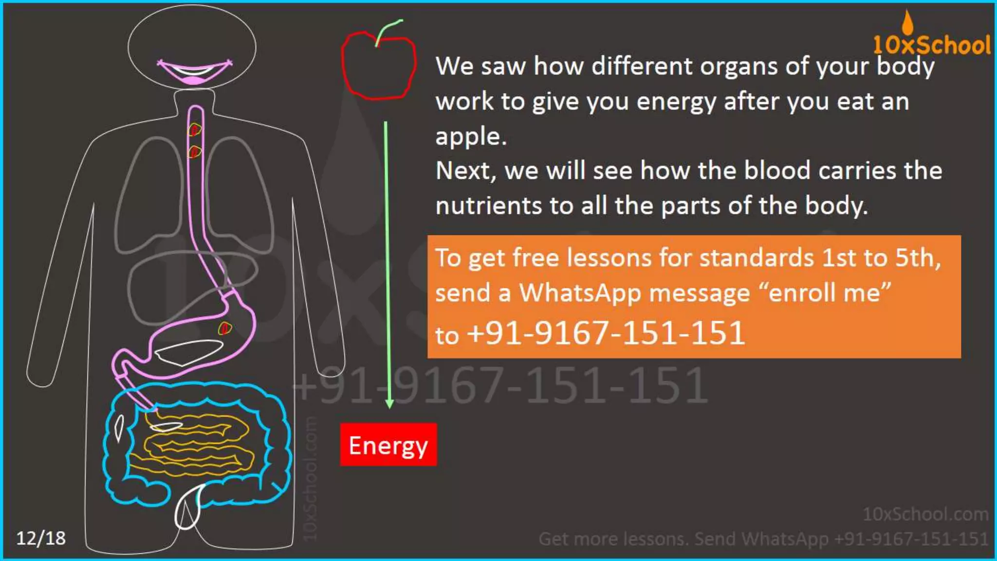 What happens when you eat an apple?  Learn about digestive system.  A Lesson from 10xSchool.com