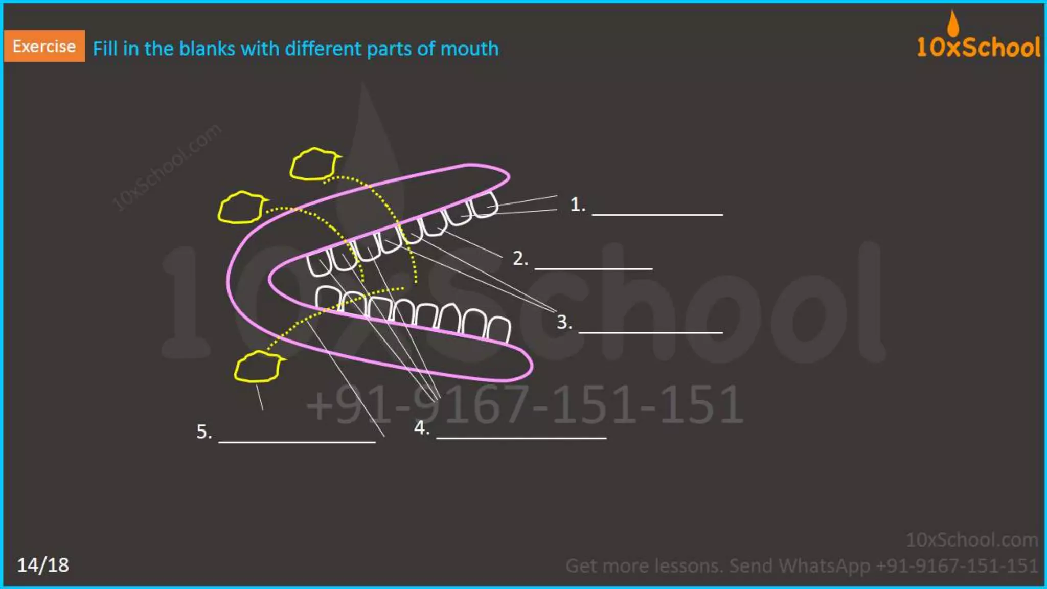 What happens when you eat an apple?  Learn about digestive system.  A Lesson from 10xSchool.com