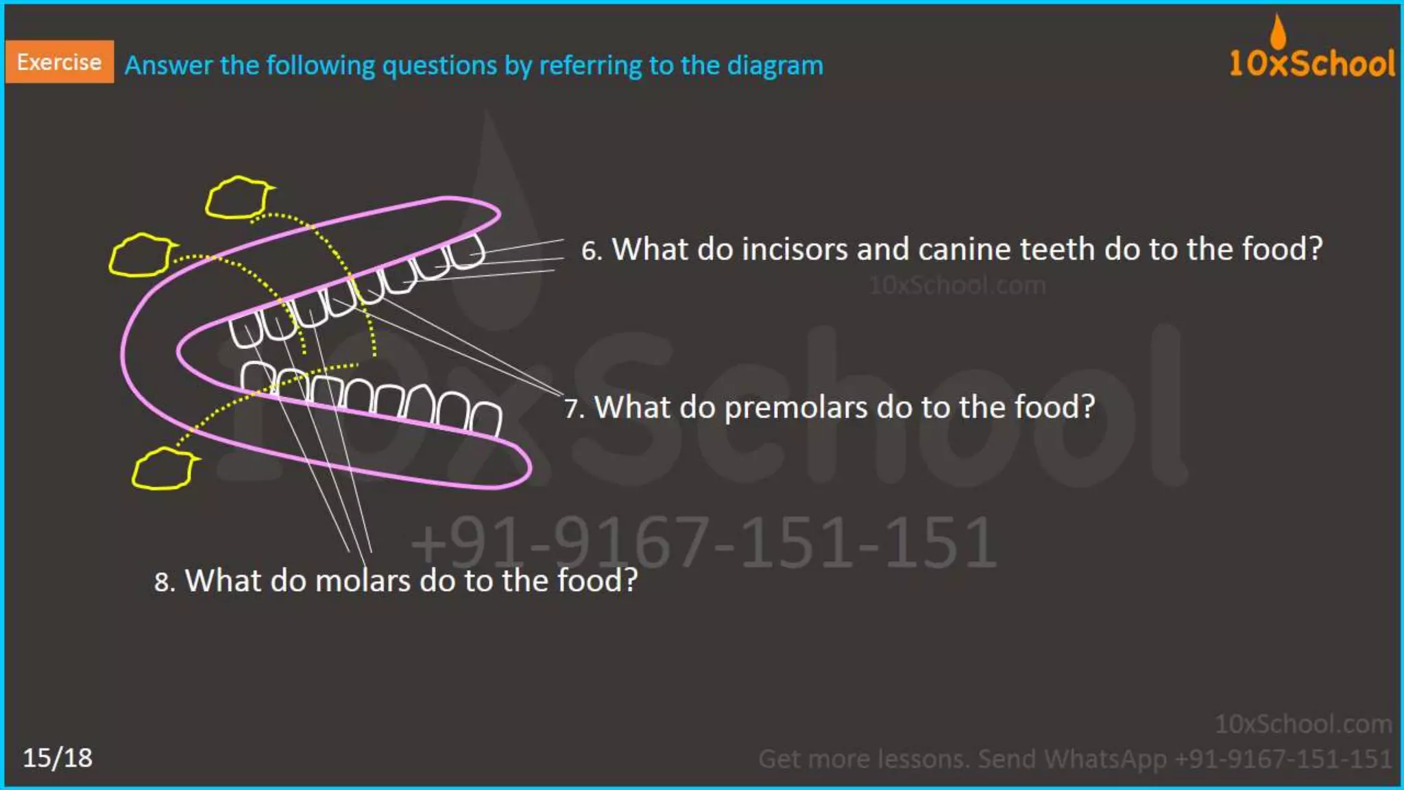 What happens when you eat an apple?  Learn about digestive system.  A Lesson from 10xSchool.com