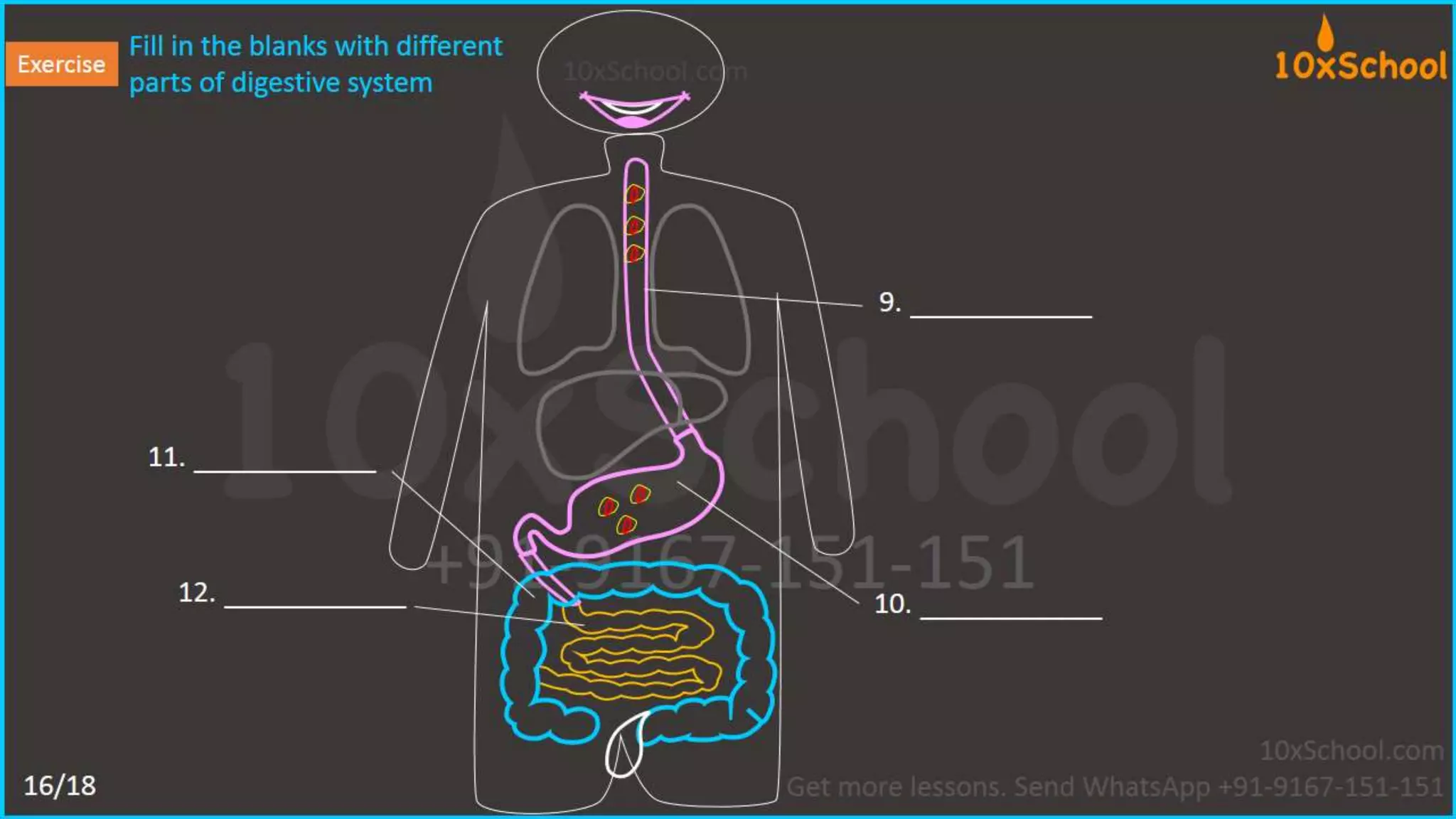 What happens when you eat an apple?  Learn about digestive system.  A Lesson from 10xSchool.com
