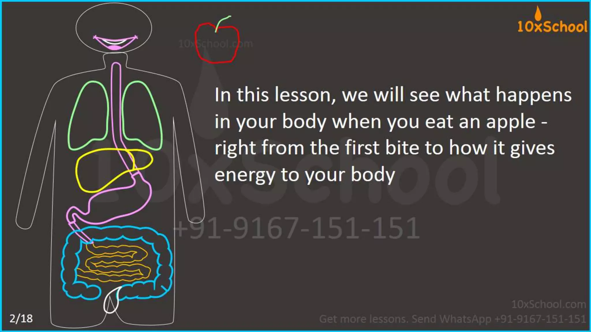 What happens when you eat an apple?  Learn about digestive system.  A Lesson from 10xSchool.com