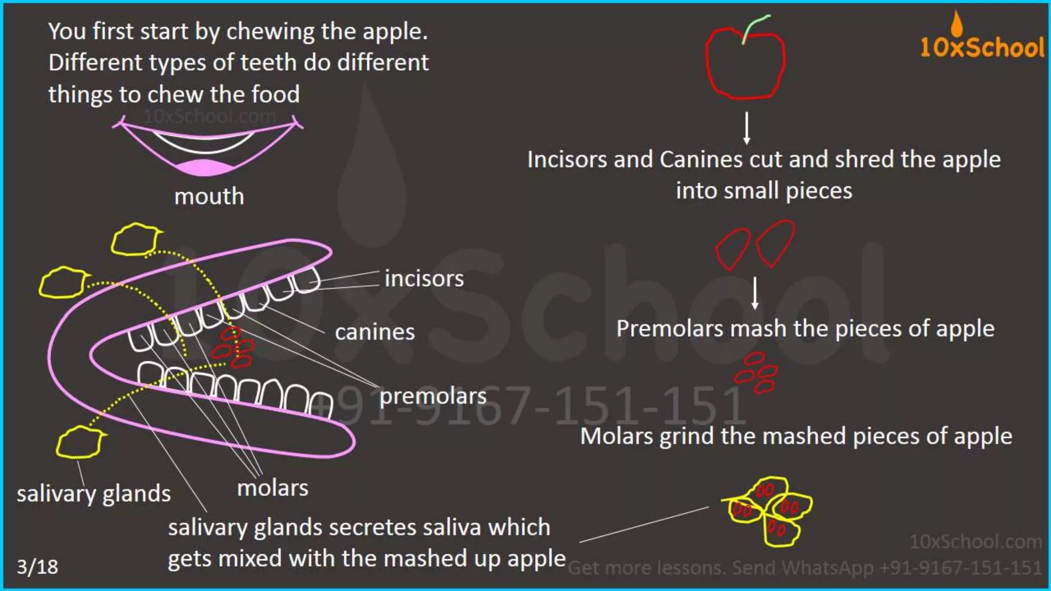 What happens when you eat an apple?  Learn about digestive system.  A Lesson from 10xSchool.com