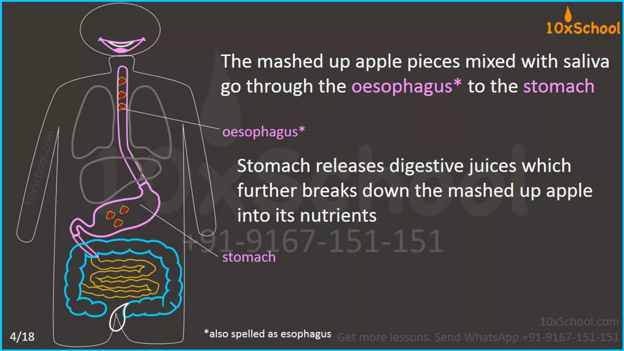 What happens when you eat an apple?  Learn about digestive system.  A Lesson from 10xSchool.com