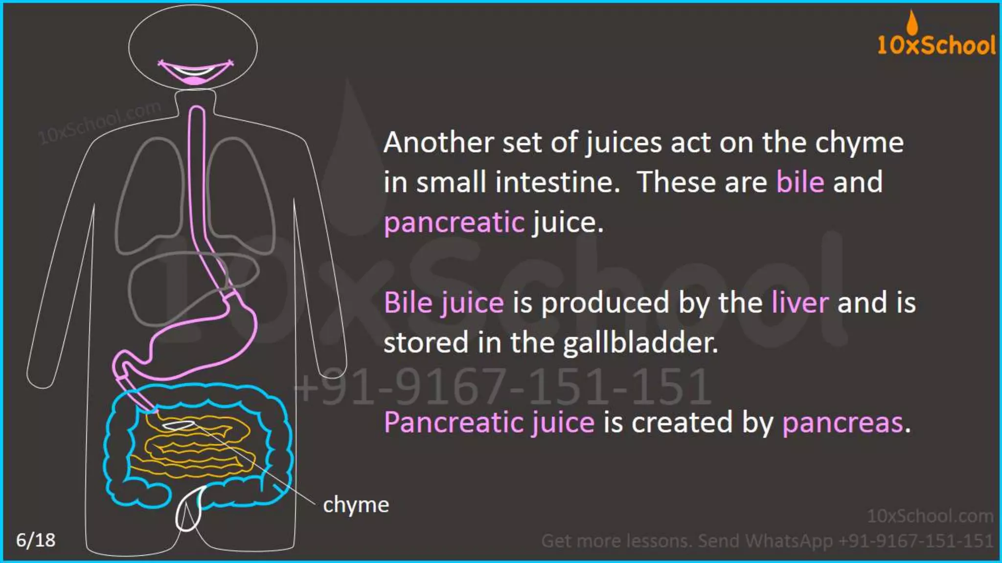 What happens when you eat an apple?  Learn about digestive system.  A Lesson from 10xSchool.com