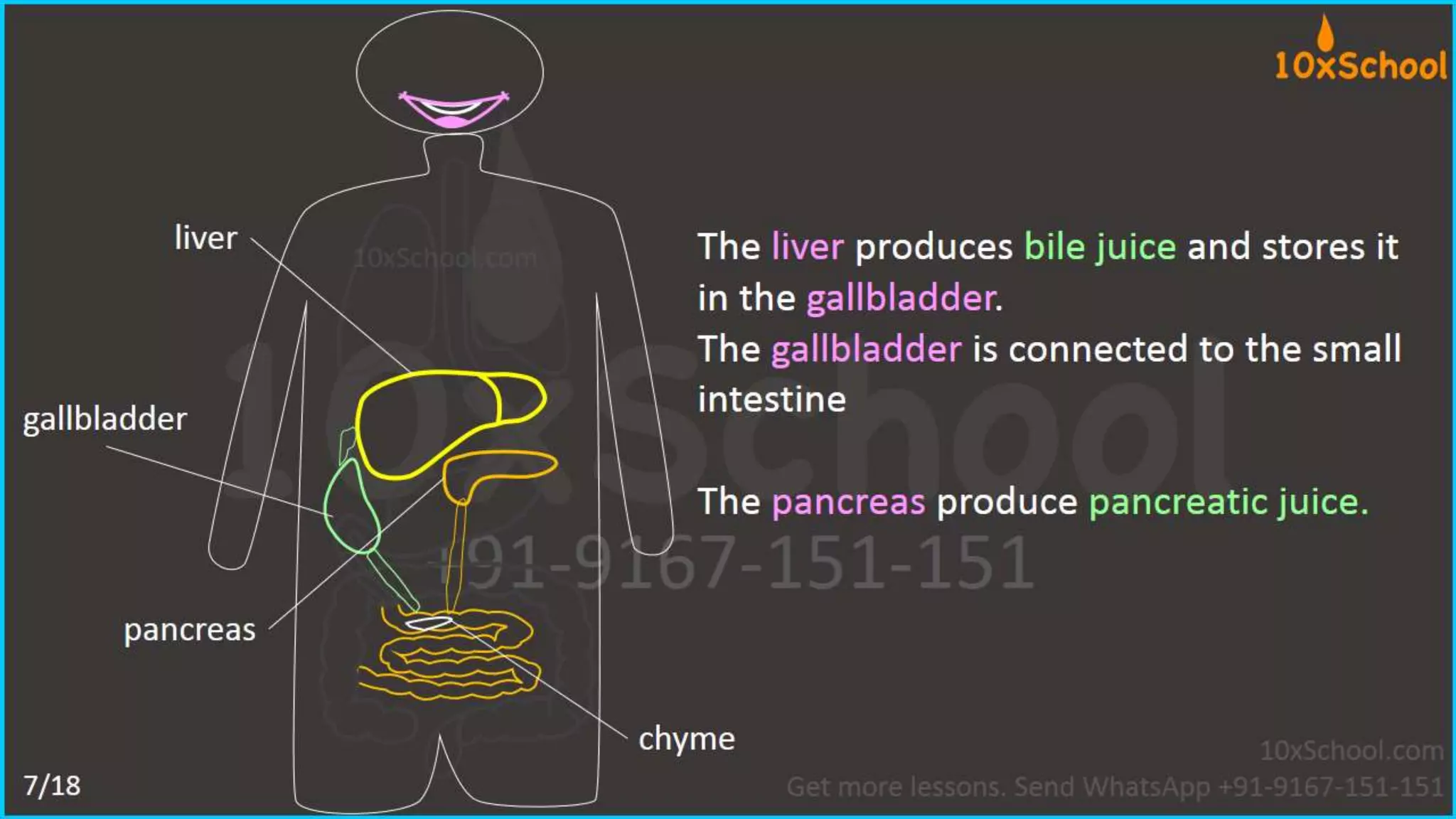 What happens when you eat an apple?  Learn about digestive system.  A Lesson from 10xSchool.com