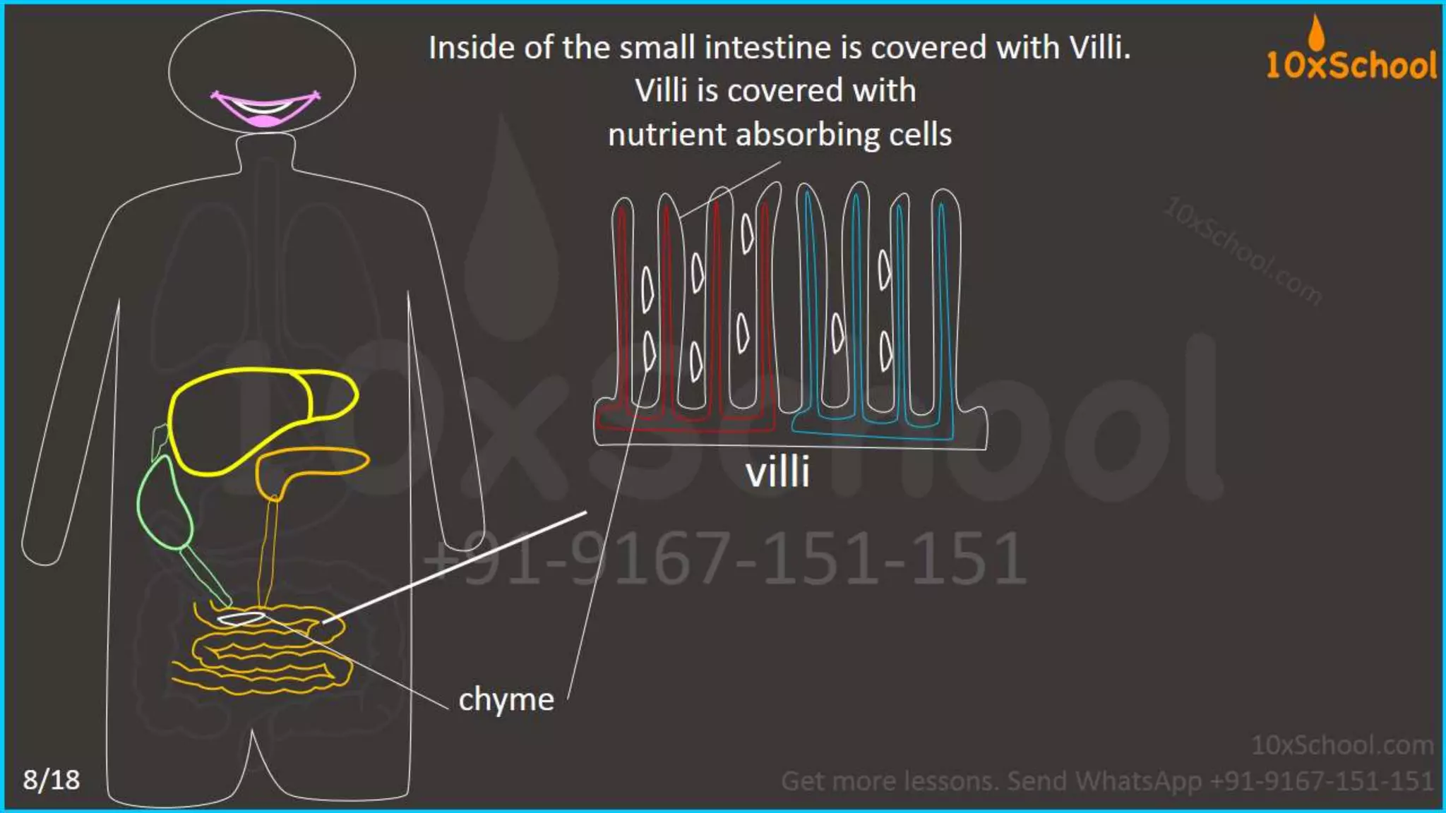 What happens when you eat an apple?  Learn about digestive system.  A Lesson from 10xSchool.com