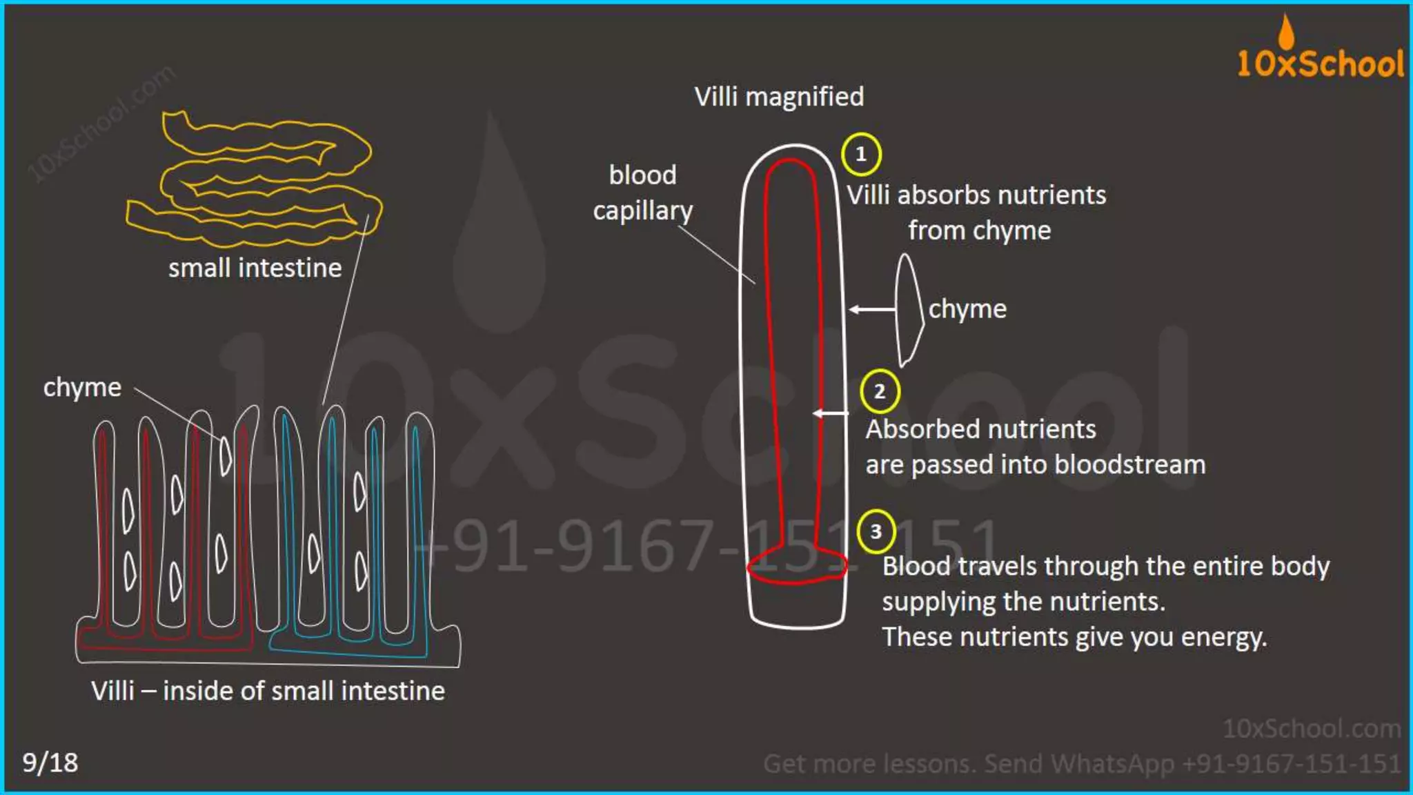 What happens when you eat an apple?  Learn about digestive system.  A Lesson from 10xSchool.com